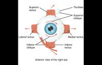 eye muscles image wiki - eye muscles vision eye strabismus surgery eye patching eye anatomy eye wiki