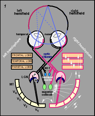 A schematic outline of visual areas and their connectivity